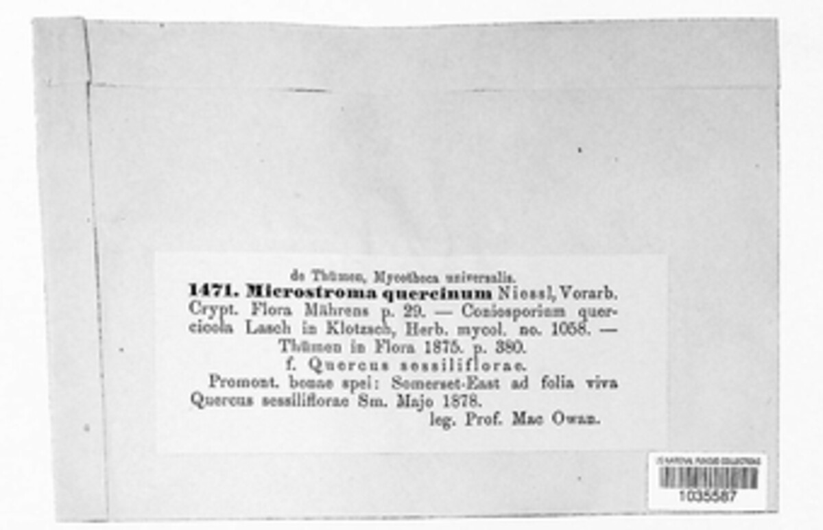 Microstroma image